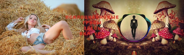ПСИЛОЦИБИНОВЫЕ ГРИБЫ Строитель